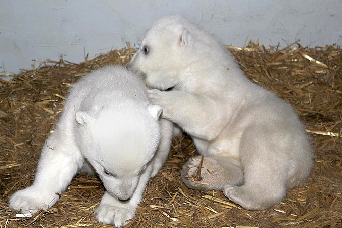 オランダ・ヌエネンの「動物帝国」の双子の赤ちゃんの性別はどちらも「雄（オス）」と発表_a0151913_18542320.jpg