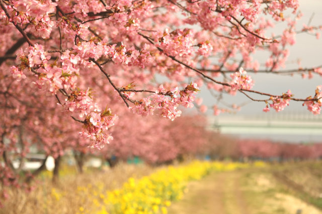 今日も河津桜♪_a0037322_11204877.jpg