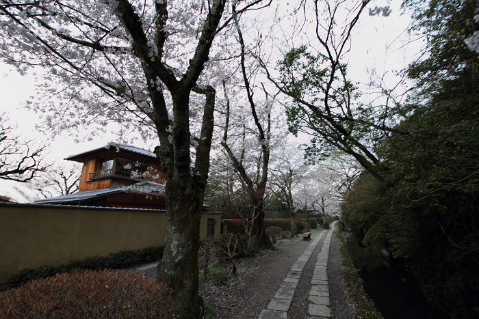 桜の南禅寺・哲学の路 －哲学の路（前編）－_b0169330_22164095.jpg