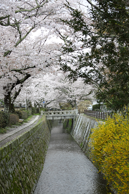 桜の南禅寺・哲学の路 －哲学の路（前編）－_b0169330_2216462.jpg