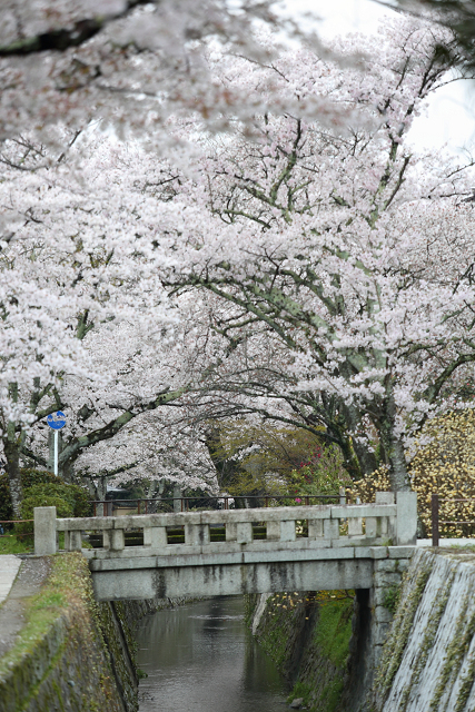 桜の南禅寺・哲学の路 －哲学の路（前編）－_b0169330_22165968.jpg