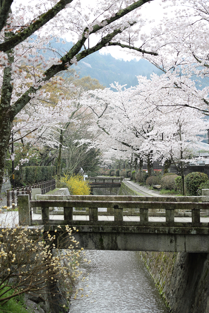 桜の南禅寺・哲学の路 －哲学の路（前編）－_b0169330_22172792.jpg