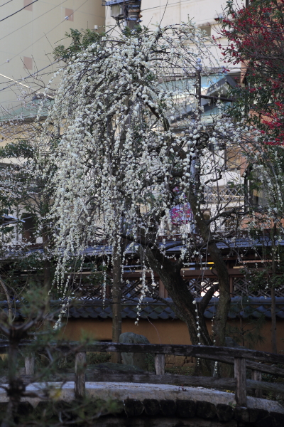 湯島天満宮～神田明神その２_f0229832_8564993.jpg