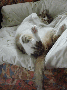c0136736_18174748.gif
