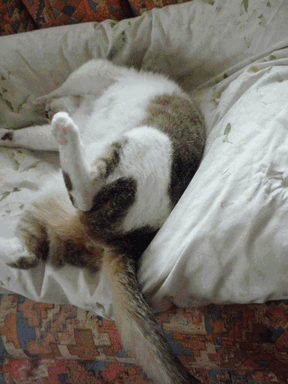 c0136736_18181750.gif