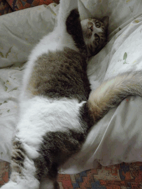 c0136736_18183099.gif
