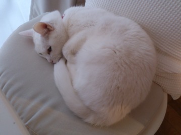 今日のしろちゃん_b0278339_00335990.jpeg