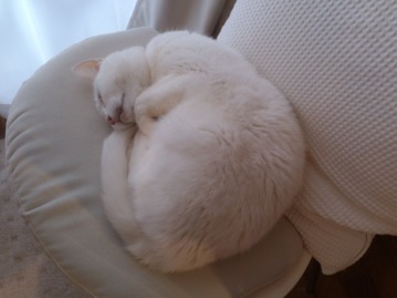今日のしろちゃん_b0278339_00341416.jpeg
