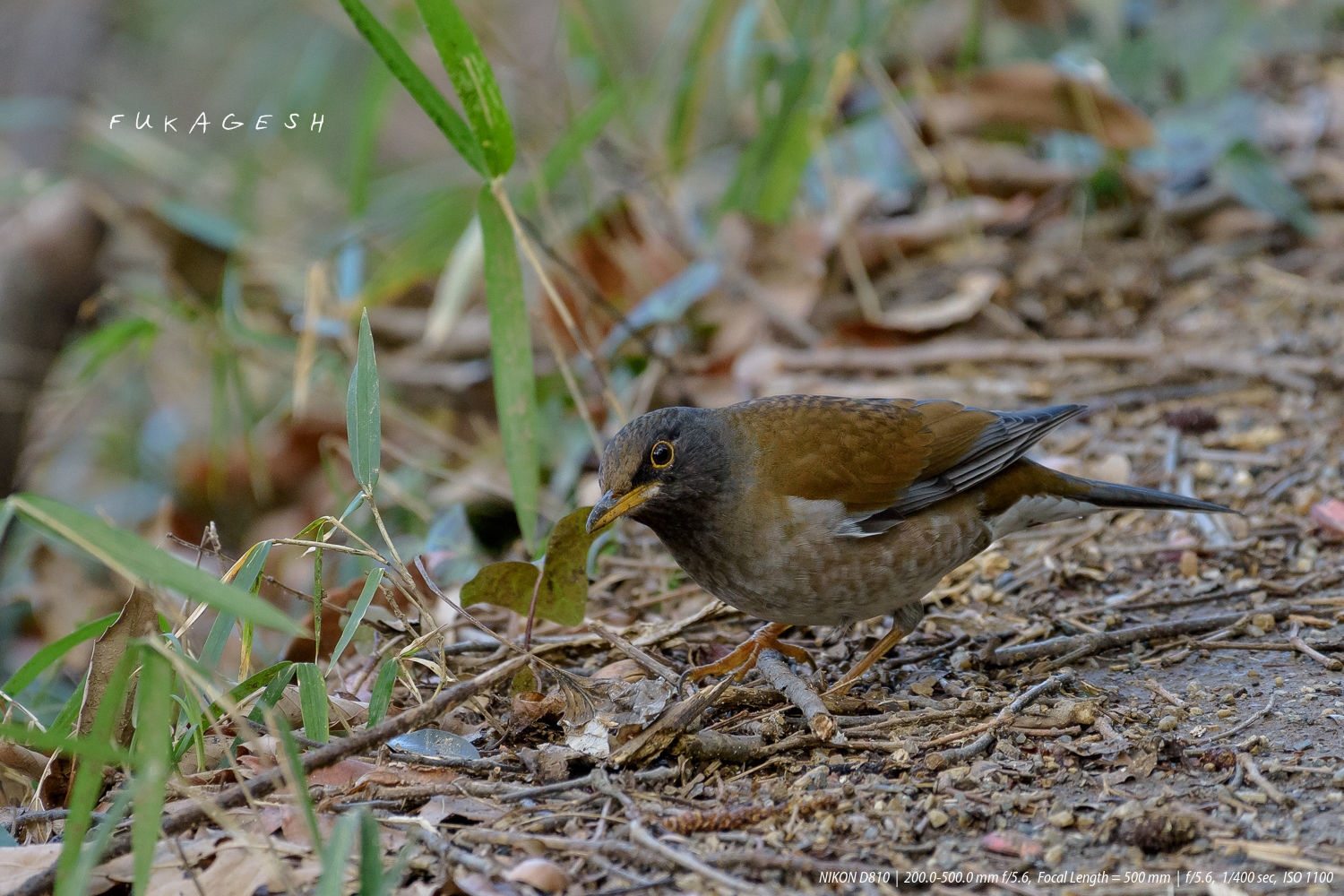 ツグミ科の鳥が近づいてくる ツグミ シロハラ Slow Life Is Busy