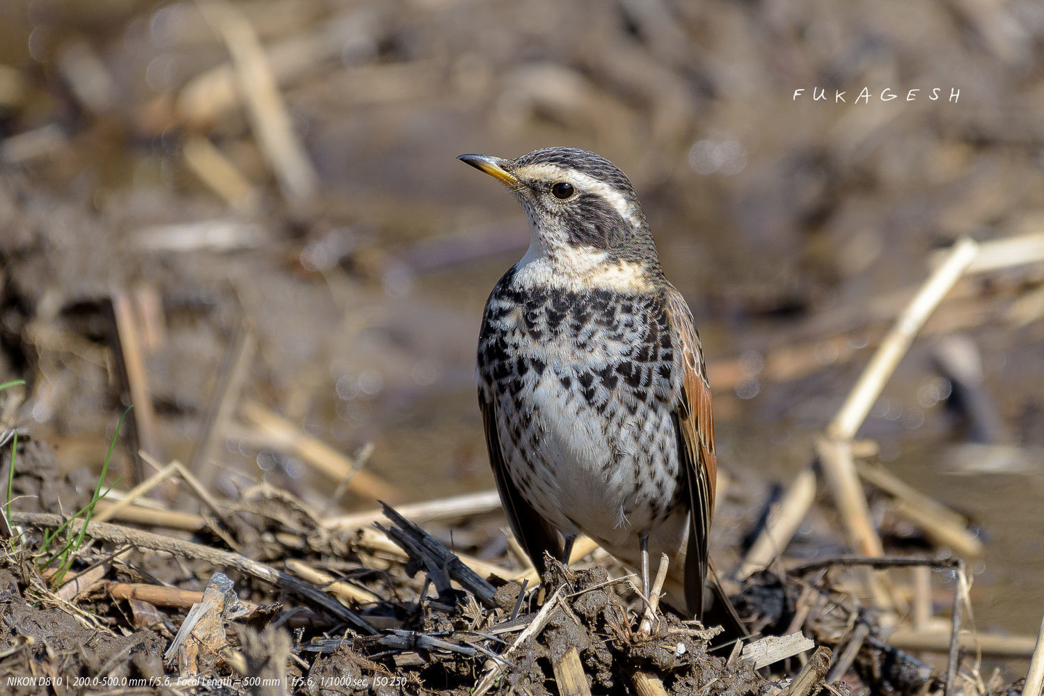 ツグミ科の鳥が近づいてくる ツグミ シロハラ Slow Life Is Busy