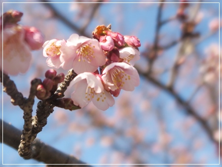 相模原公園～陶器市～♪_f0142948_22565058.jpg