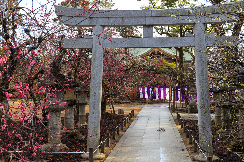 梅の季節（北野天満宮）_f0155048_2361839.jpg