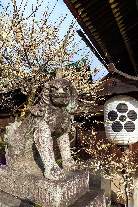 梅の季節（北野天満宮）_f0155048_2375042.jpg