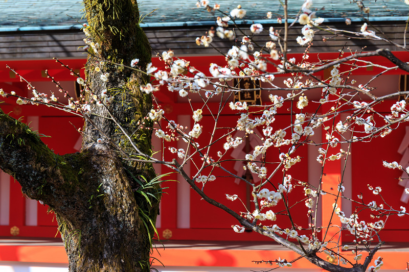 梅の季節（北野天満宮）_f0155048_2392671.jpg