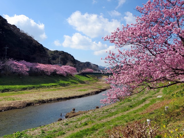 【みなみの桜と菜の花まつり】満開のみなみの桜を堪能【南伊豆町】_b0009849_16213672.jpg
