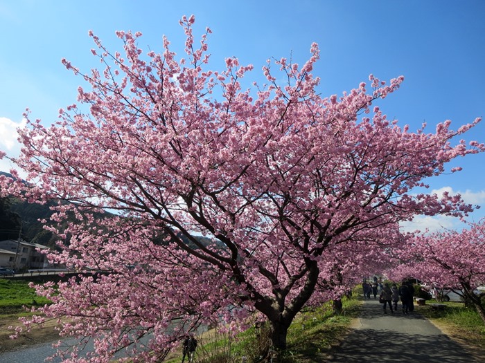 【みなみの桜と菜の花まつり】満開のみなみの桜を堪能【南伊豆町】_b0009849_1625733.jpg