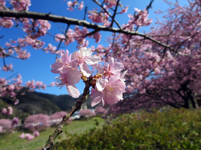 【みなみの桜と菜の花まつり】満開のみなみの桜を堪能【南伊豆町】_b0009849_16293975.jpg