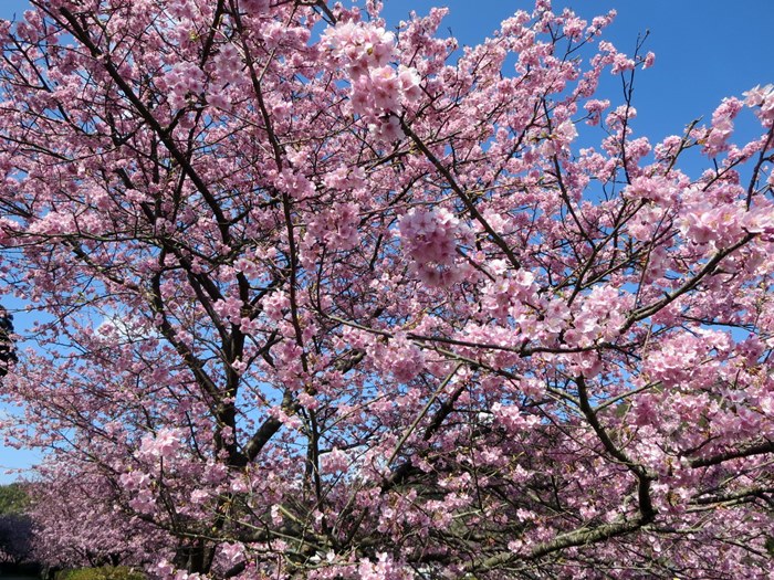 【みなみの桜と菜の花まつり】満開のみなみの桜を堪能【南伊豆町】_b0009849_16304896.jpg
