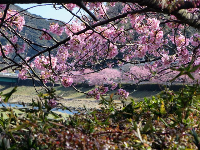 【みなみの桜と菜の花まつり】満開のみなみの桜を堪能【南伊豆町】_b0009849_16305580.jpg