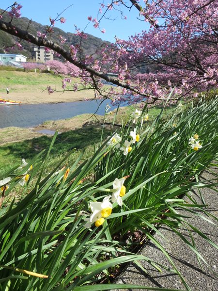 【みなみの桜と菜の花まつり】満開のみなみの桜を堪能【南伊豆町】_b0009849_16332353.jpg