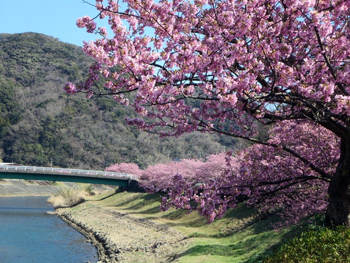 【みなみの桜と菜の花まつり】満開のみなみの桜を堪能【南伊豆町】_b0009849_16335866.jpg