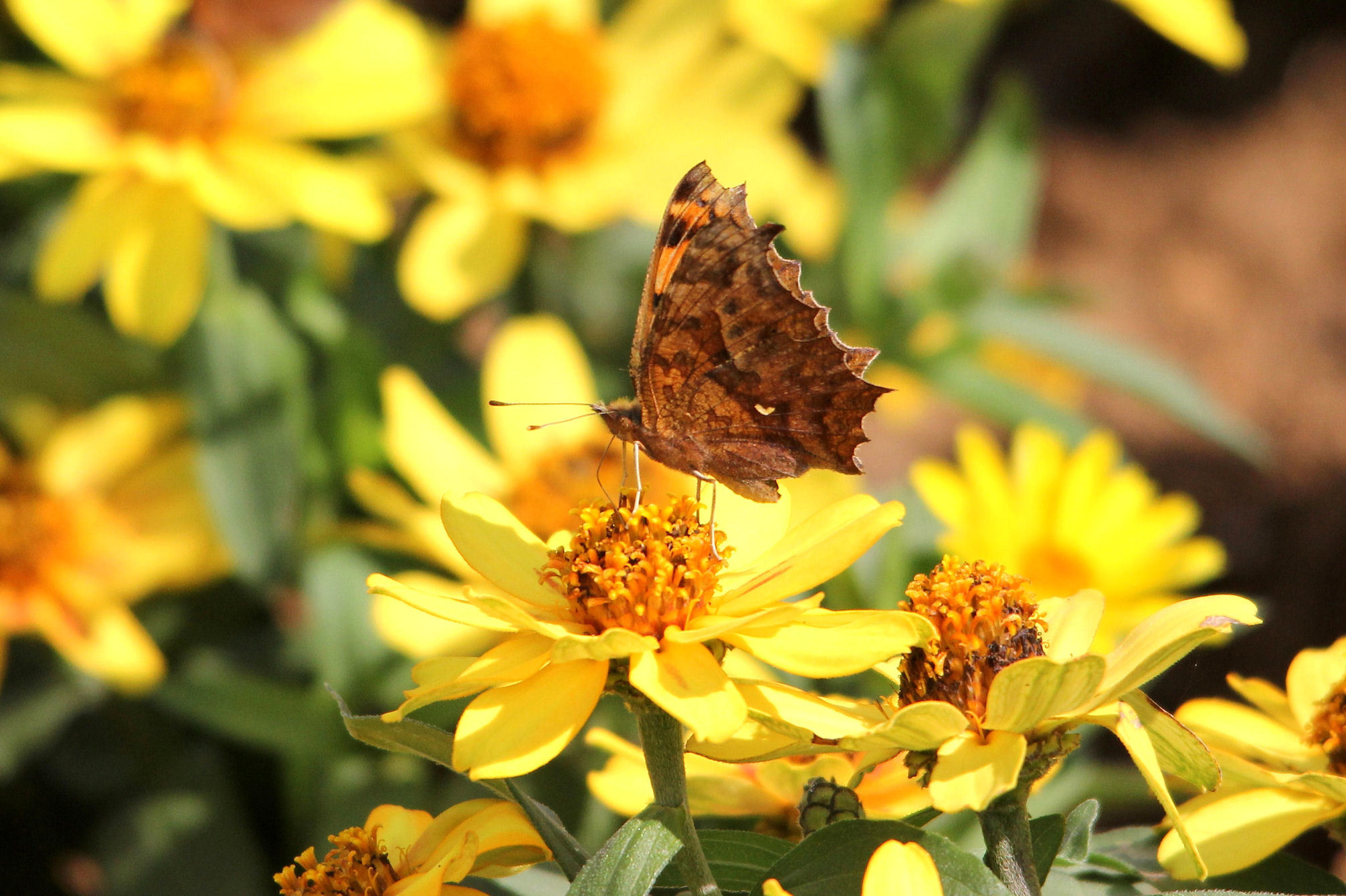 ヒャクニチソウ（ジニア）：蝶が好む花（2011-2015）_f0345350_21475413.jpg
