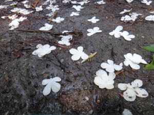 5月3週 みんなの気持ちが集れば_e0256851_20295497.jpg
