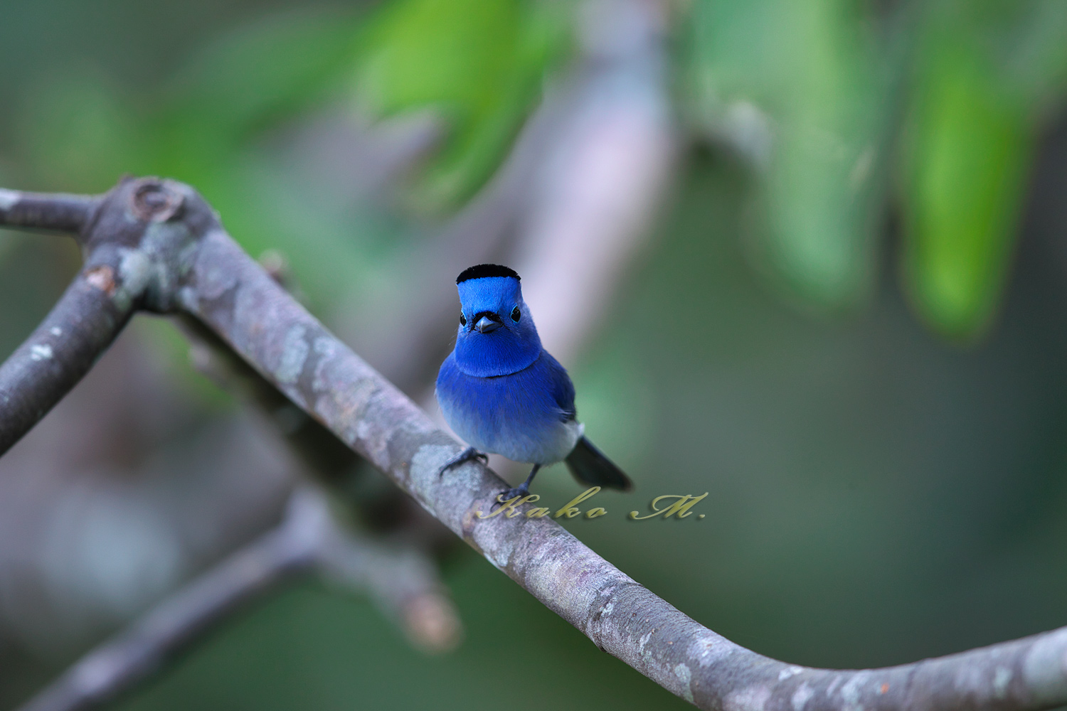 クロエリヒタキ　Black-naped Monarch　_d0013455_15282499.jpg