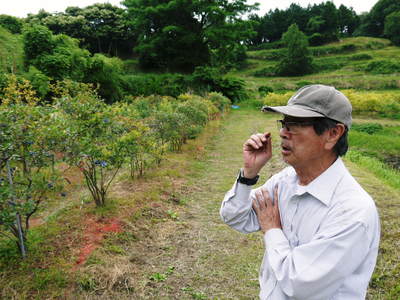 無農薬フレッシュブルーベリー 大量の木片チップを投入して腐木土で育てます_a0254656_18224629.jpg