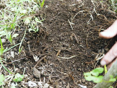 無農薬フレッシュブルーベリー　大量の木片チップを投入して腐木土で育てます_a0254656_18491392.jpg