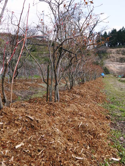 無農薬フレッシュブルーベリー　大量の木片チップを投入して腐木土で育てます_a0254656_1851920.jpg