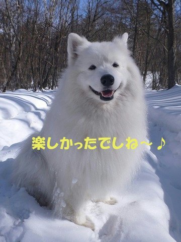 ★れおんくんと北軽デブ～でし 雪山ちも散歩編★_e0176159_11321799.jpg