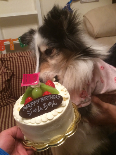 ジャムちゃん15歳_f0126965_13344045.jpg
