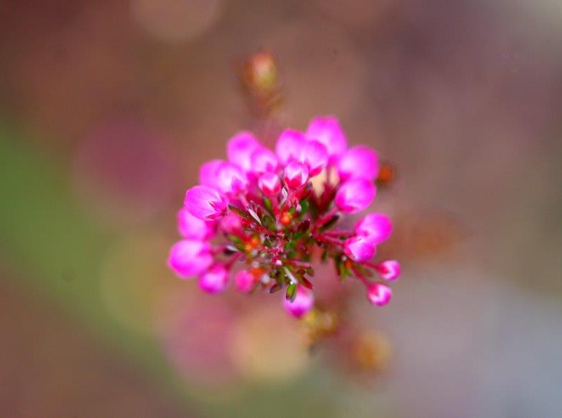 「えりかの花」です。_a0164669_12212062.jpg