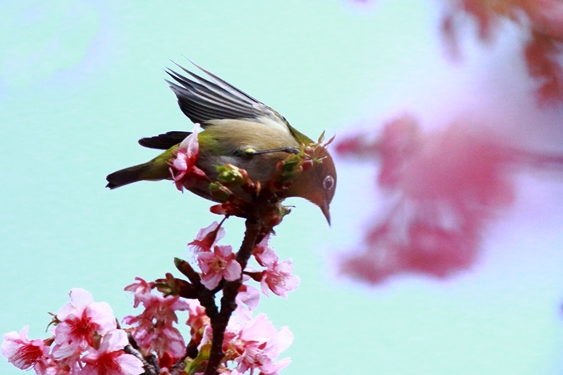 河津桜　　　　2/22_d0126576_13424139.jpg