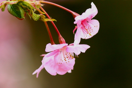 河津桜　　　　2/22_d0126576_1415215.jpg