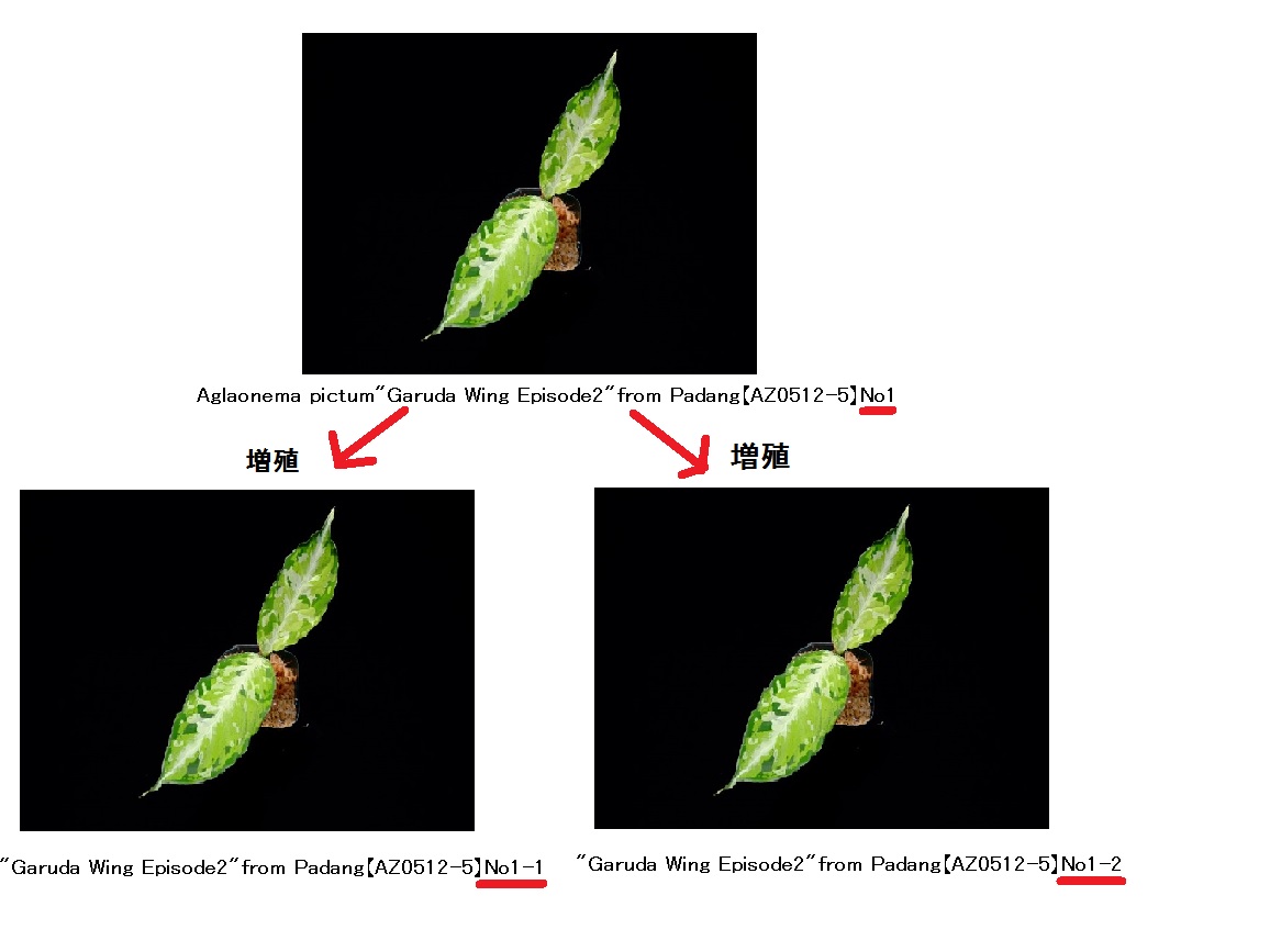 タグと管理番号について_a0067578_22322182.jpg