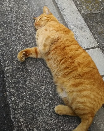 中道ねこ散歩_b0117785_11432283.jpg