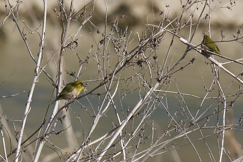 黒瀬川の鳥_d0126085_07013681.jpg