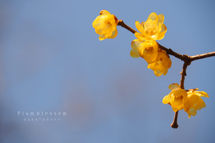 Plum blossom #01_d0336785_23035102.jpg