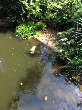 シンガポール動物園で思いっきり遊びました！_e0265787_21345149.jpeg