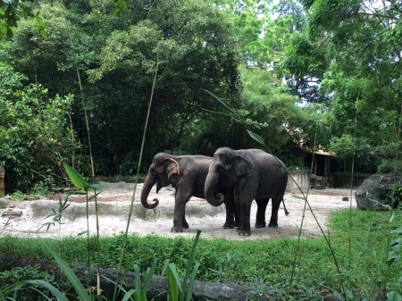 シンガポール動物園で思いっきり遊びました！_e0265787_22102716.jpeg