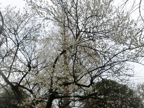 a0319693_924928.jpg