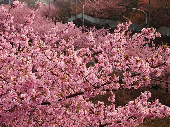 河津桜見物　三浦海岸桜まつりへ(2016.02.24)_e0245404_241763.jpg