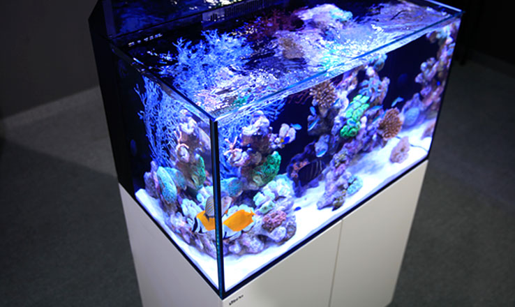 レッドシーから待望の新型水槽セットが登場!! (二木ついに海外
