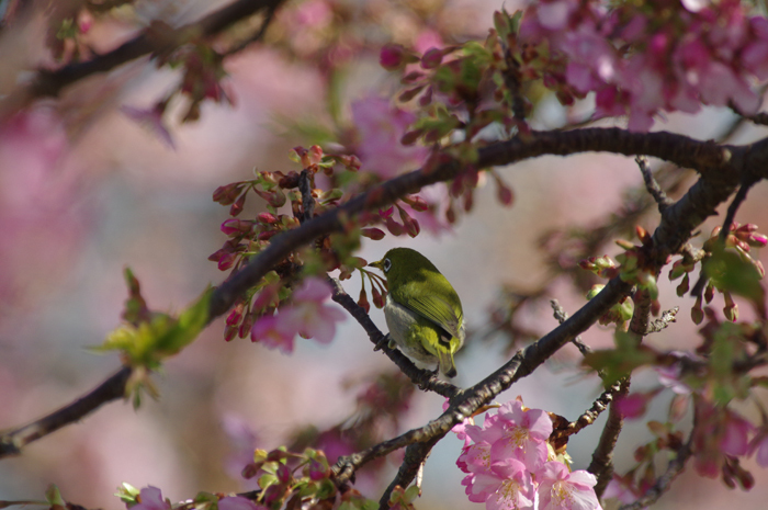 河津桜にメジロ　２_b0151409_20223626.jpg