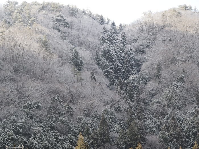 雪化粧_c0116915_23232789.jpg