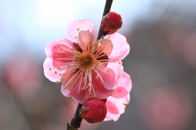 ♪　アルプス公園　春探し　♪_e0242721_86129.jpg