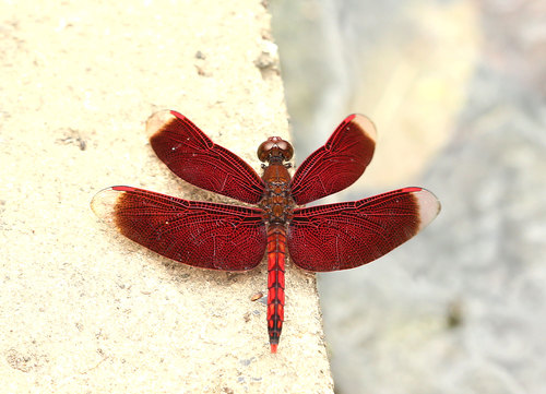 アカスジベッコウトンボ Neurothemis ramburii ramburii_f0161823_6424895.jpg