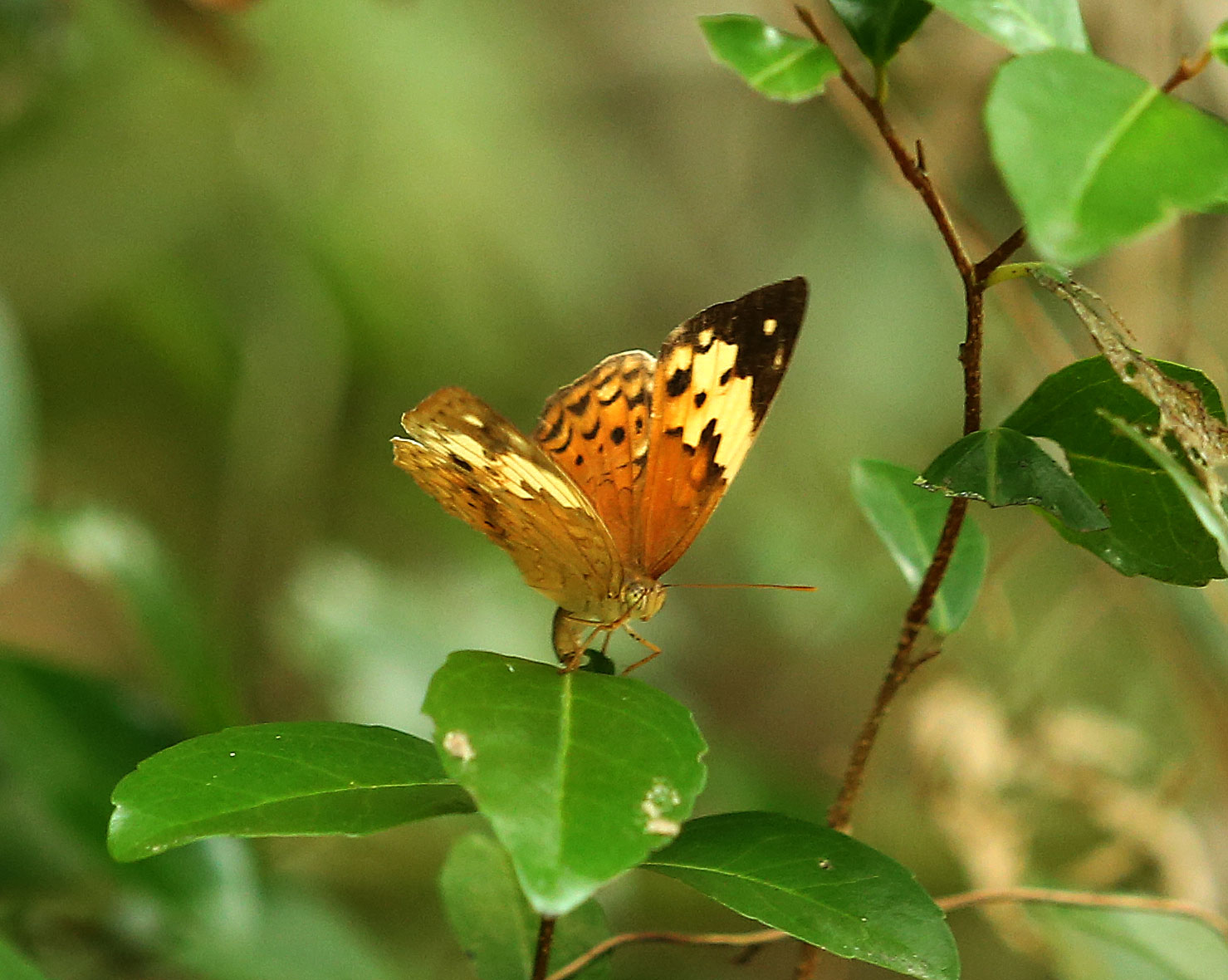 タイワンキマダラ Cupha erymanthis _f0161823_8345218.jpg